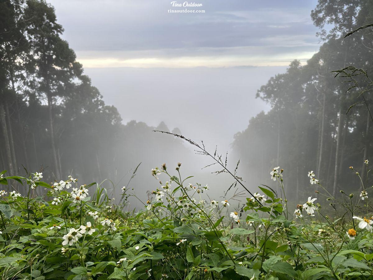 迷霧中的森林秘境-油羅山 新竹登山初學者友善